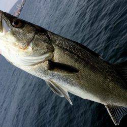 神戸突堤シーバス7本